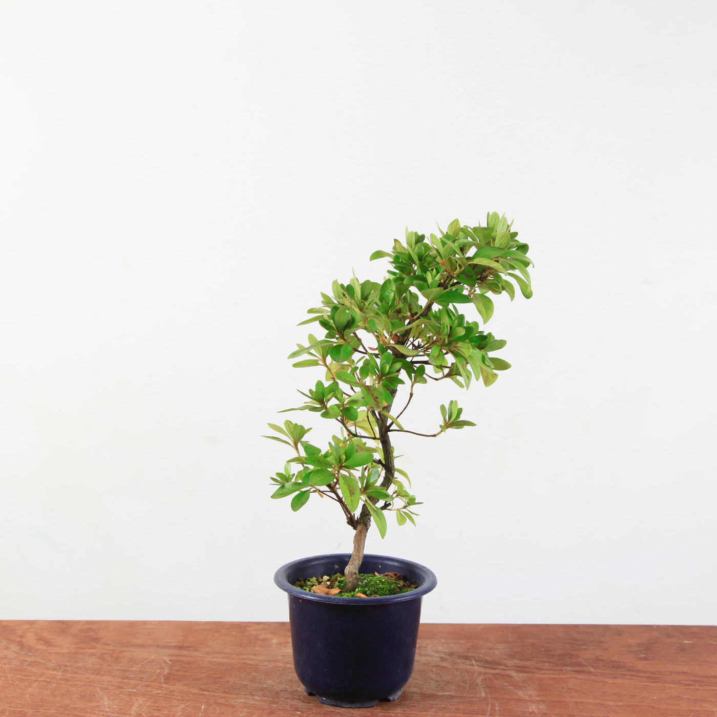 Bonsai azalea 'De satsuki' Kaminoyamakirin