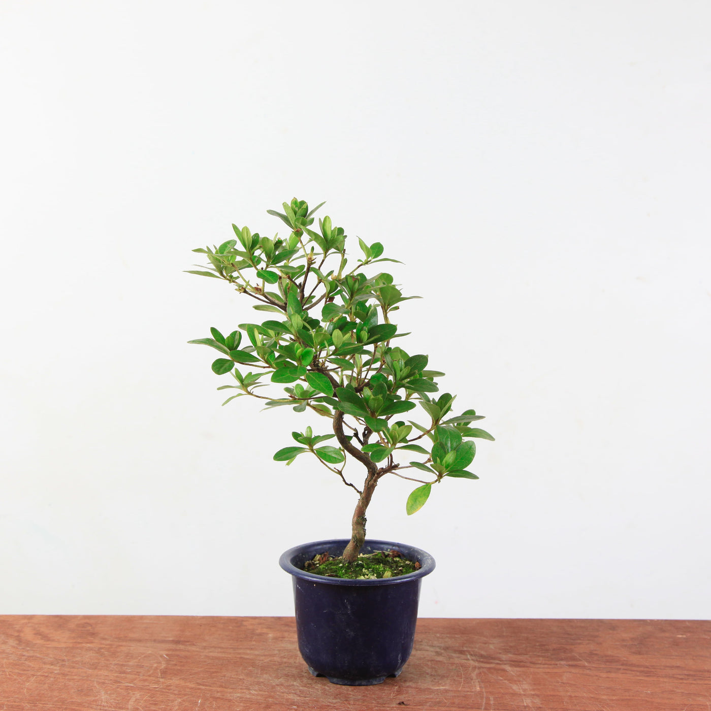 Bonsai azalea 'De satsuki' Kaminoyamakirin