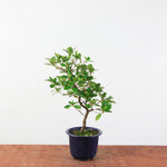 Bonsai azalea 'De satsuki' Kaminoyamakirin