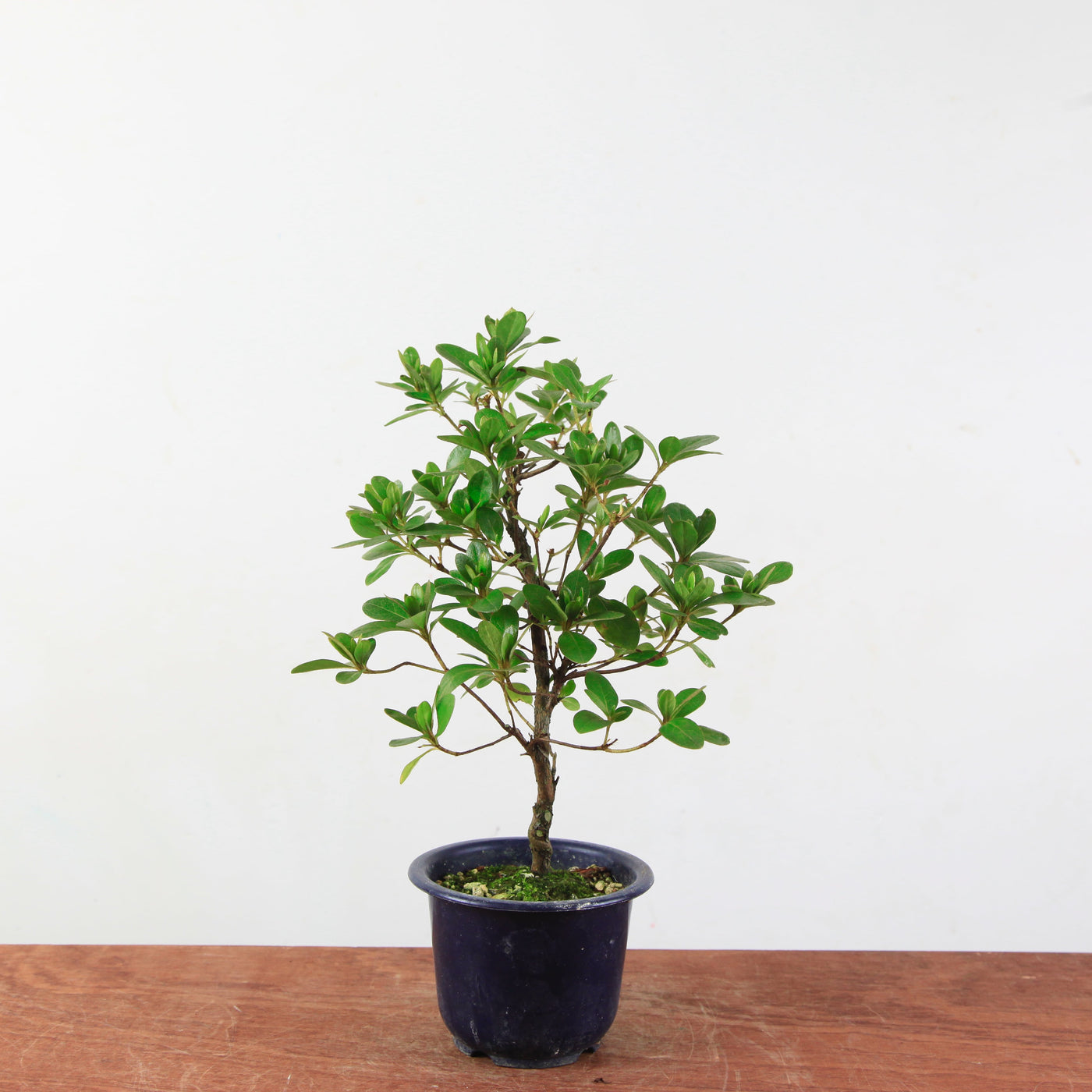 Bonsai azalea 'De satsuki' Kaminoyamakirin