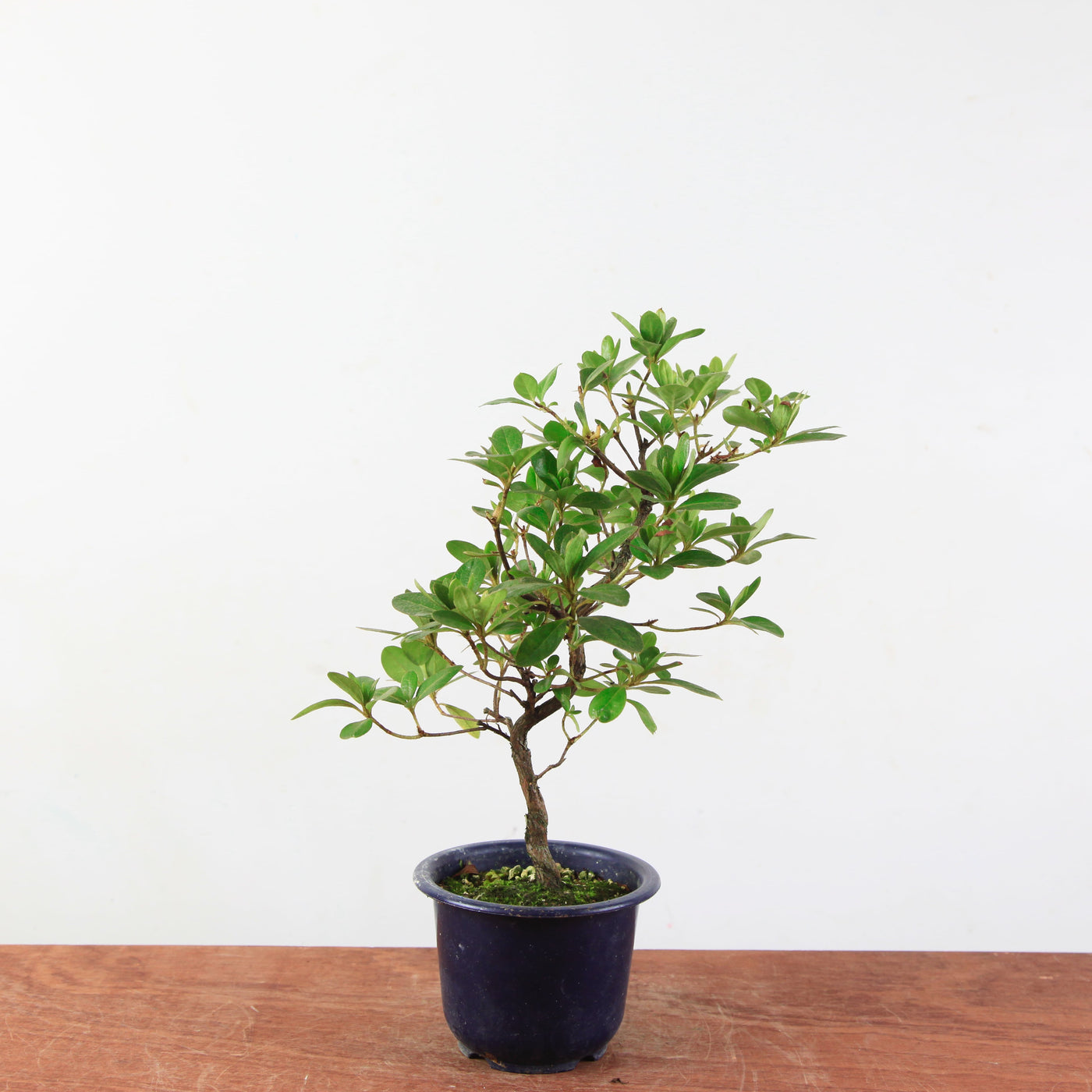 Bonsai azalea 'De satsuki' Kaminoyamakirin