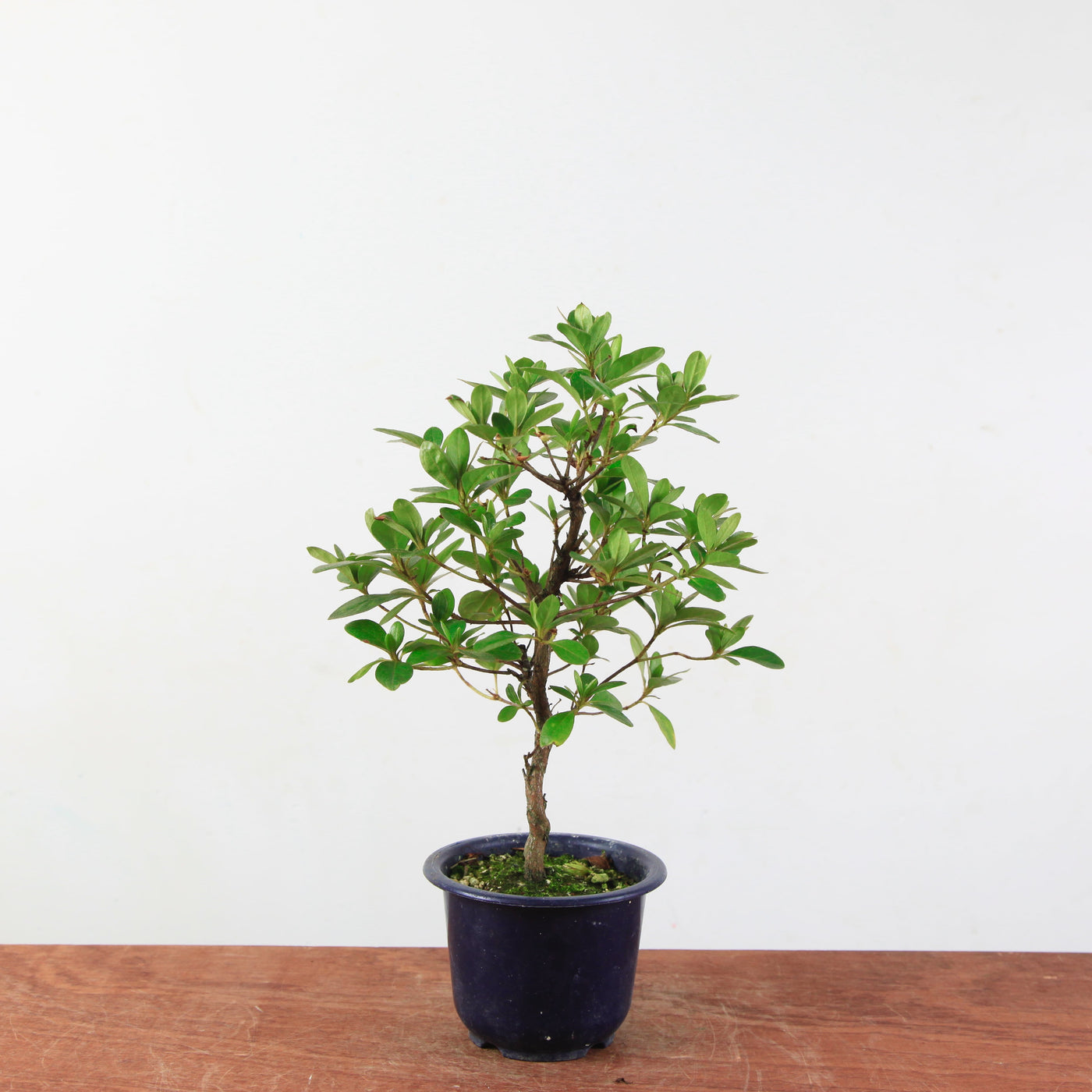 Bonsai azalea 'De satsuki' Kaminoyamakirin