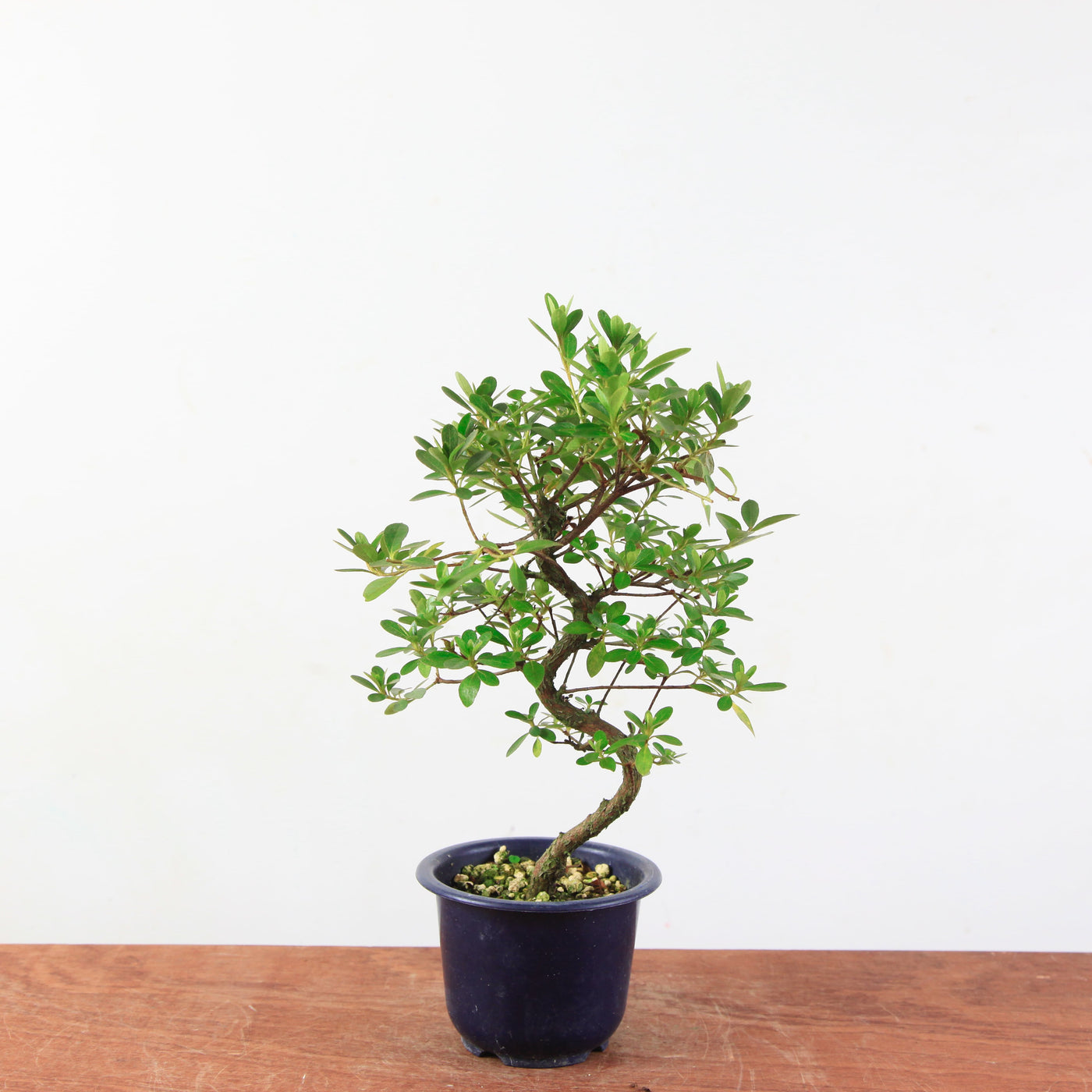 Bonsai azalea 'De satsuki' Yukigesho