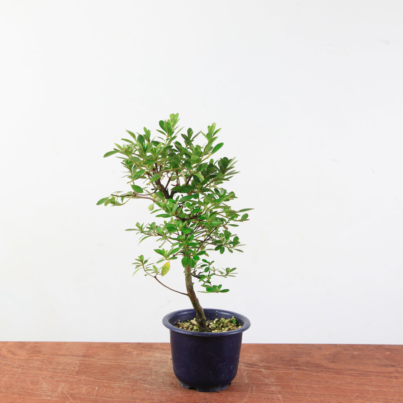 Bonsai azalea 'De satsuki' Yukigesho