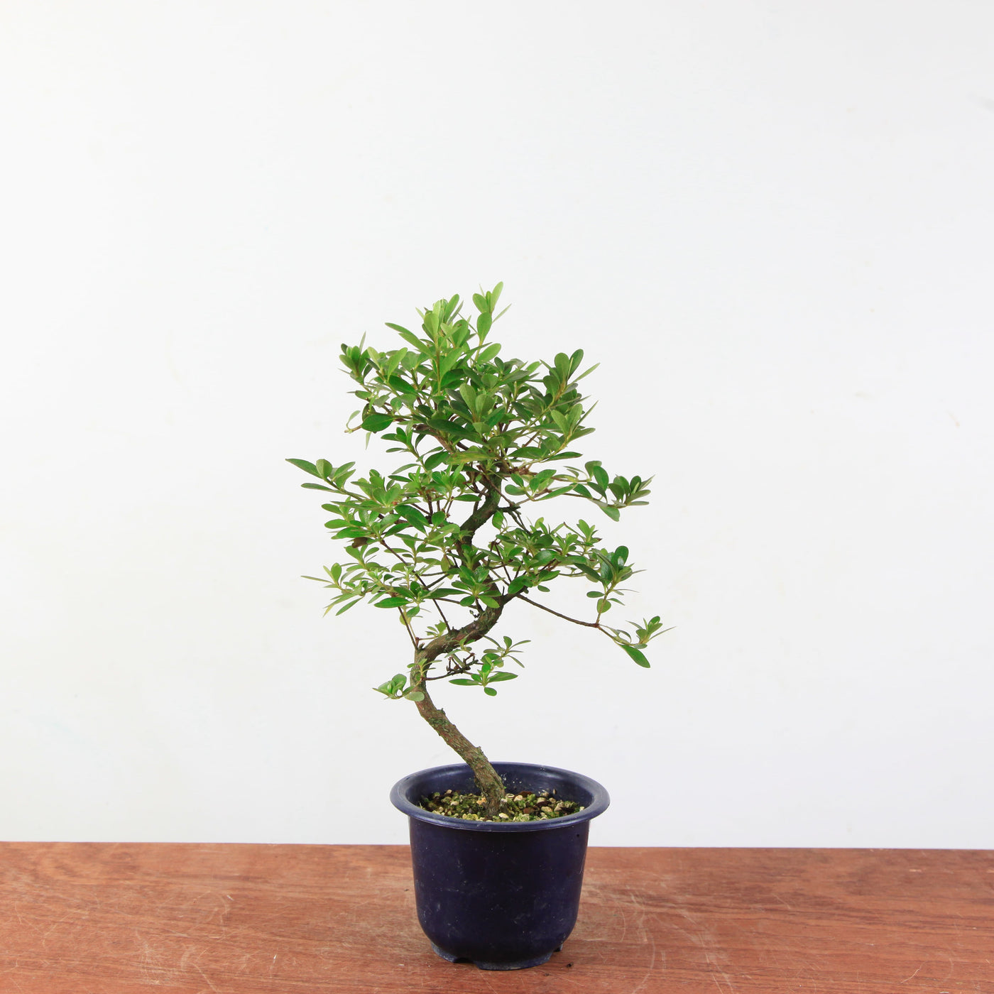 Bonsai azalea 'De satsuki' Yukigesho