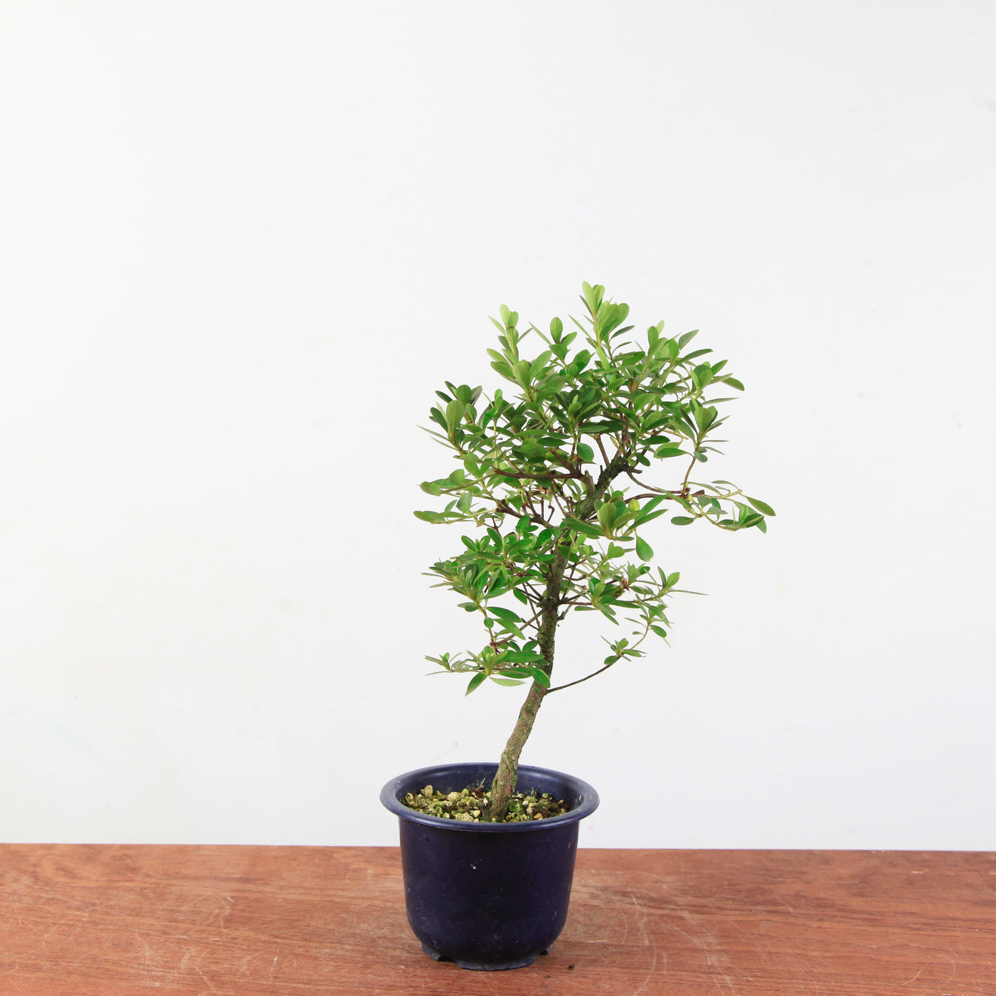 Bonsai azalea 'De satsuki' Yukigesho