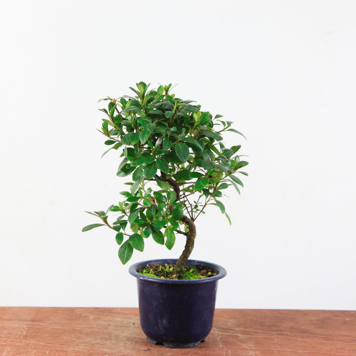 Bonsai azalea 'De satsuki' Benibeni