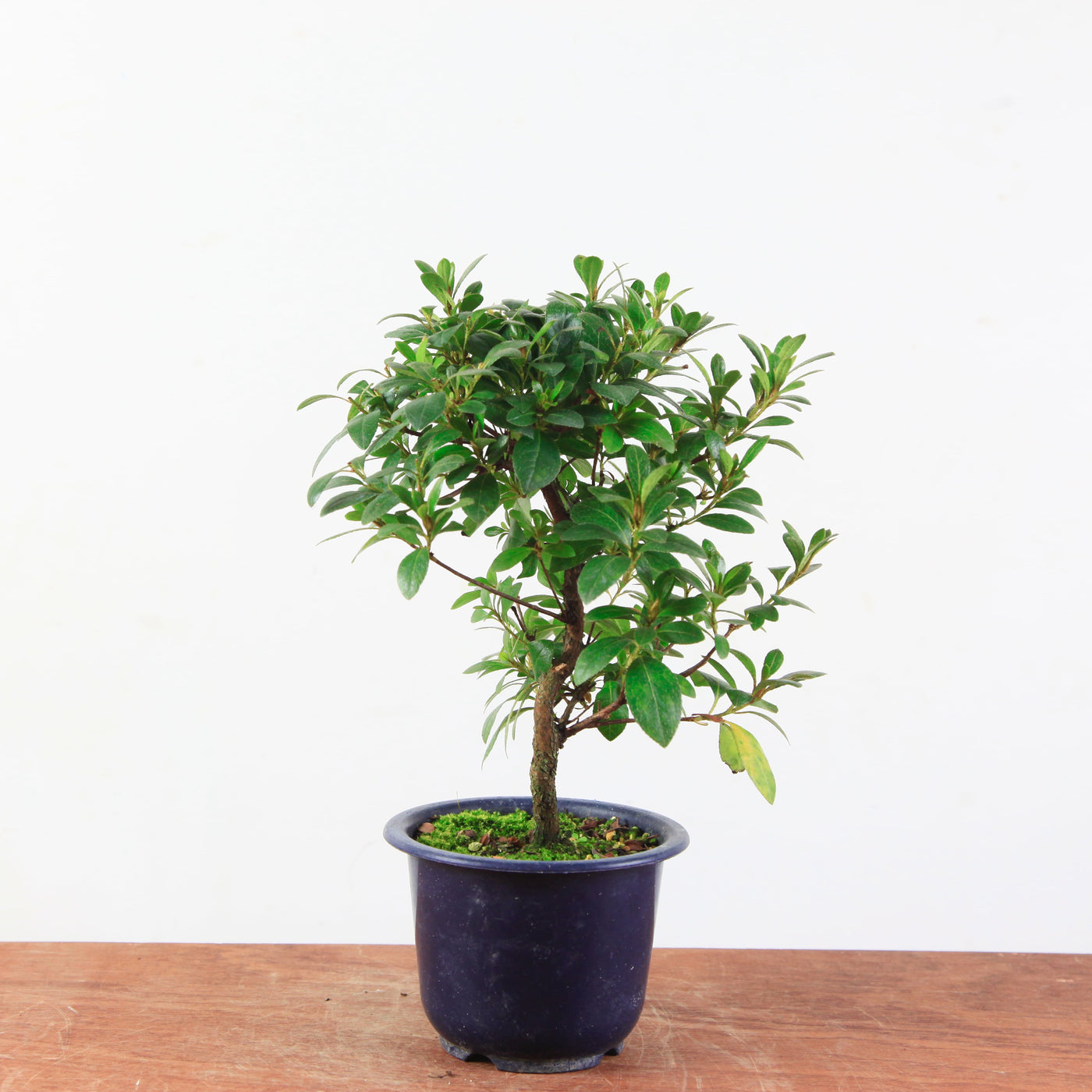 Bonsai azalea 'De satsuki' Benibeni