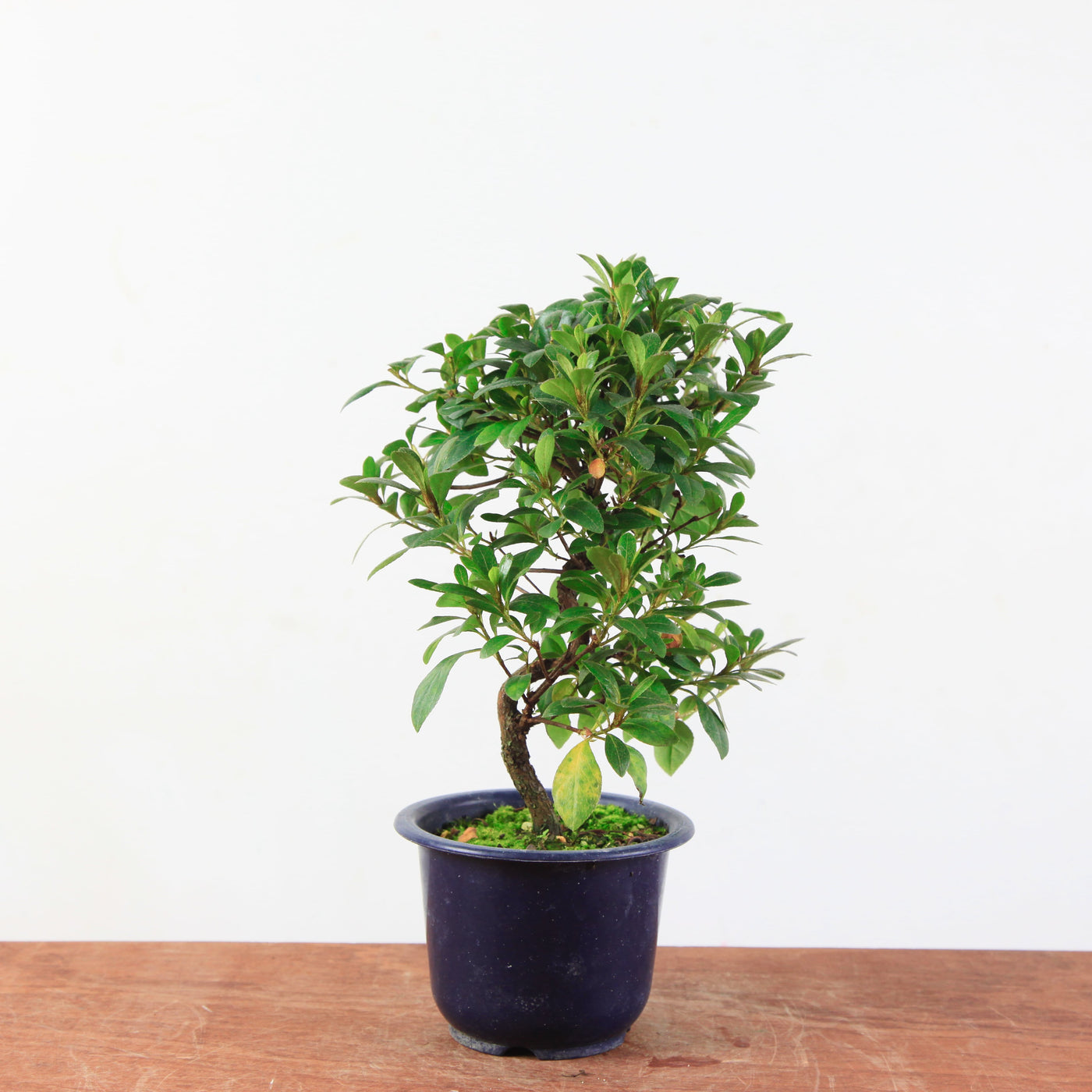 Bonsai azalea 'De satsuki' Benibeni