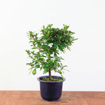 Bonsai azalea 'De satsuki' Benibeni
