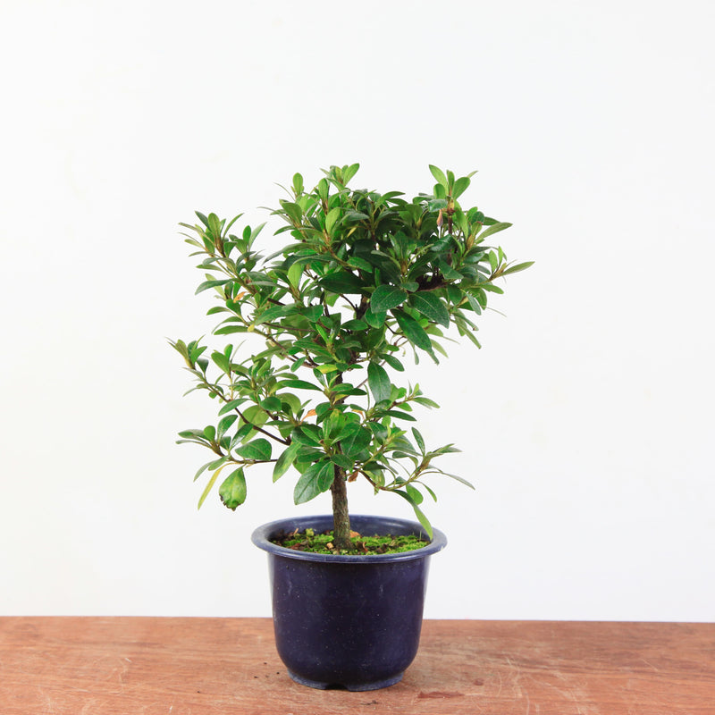 Bonsai azalea 'De satsuki' Benibeni