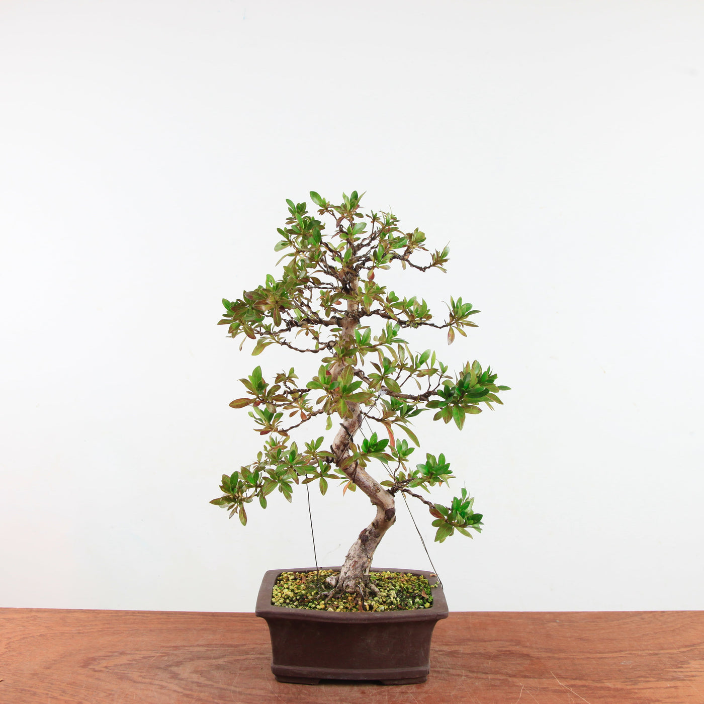 Bonsai Azalea 'De Satsuki' Hanabin