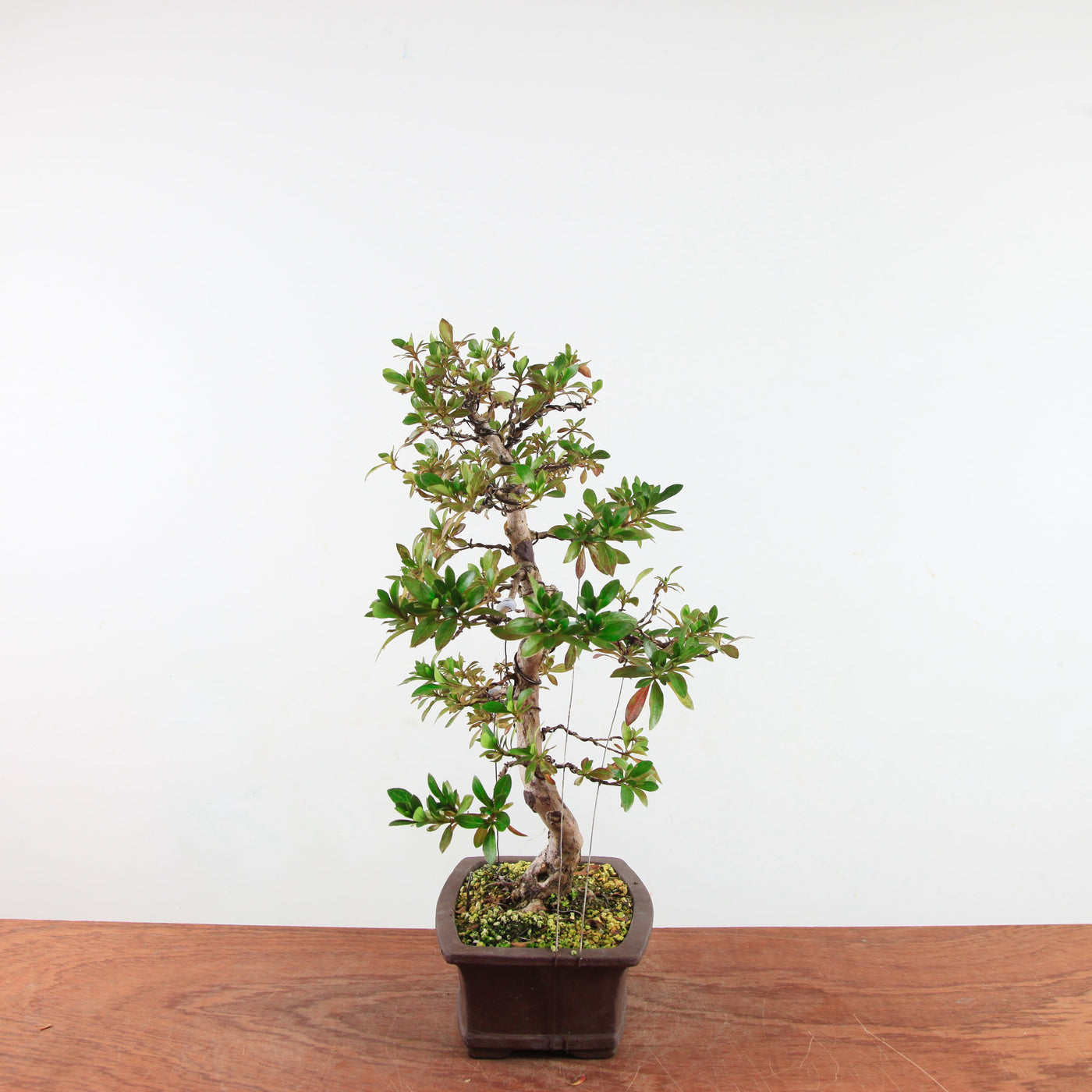 Bonsai Azalea 'De Satsuki' Hanabin