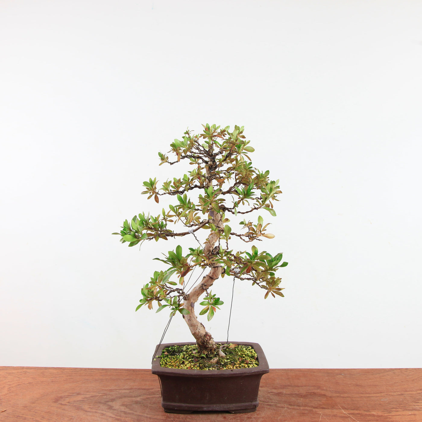 Bonsai Azalea 'De Satsuki' Hanabin