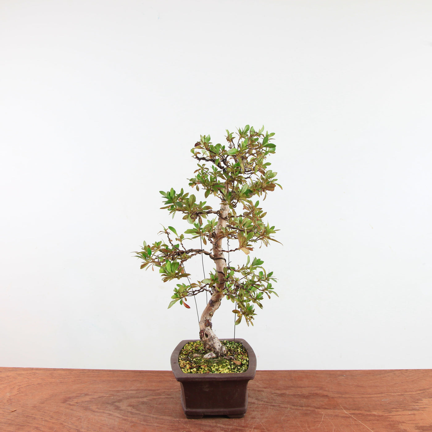 Bonsai Azalea 'De Satsuki' Hanabin