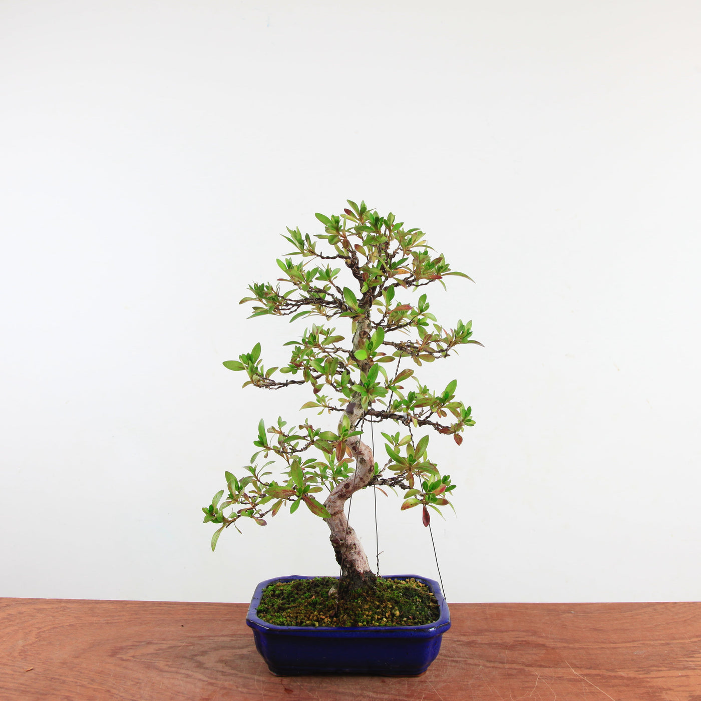Bonsai Azalea 'De Satsuki' Hanabin
