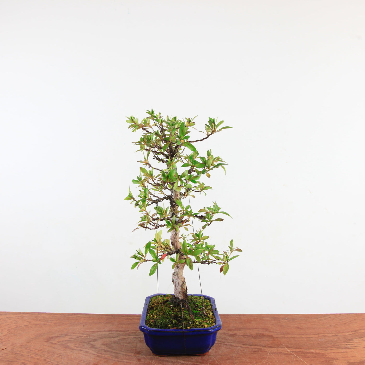 Bonsai Azalea 'De Satsuki' Hanabin