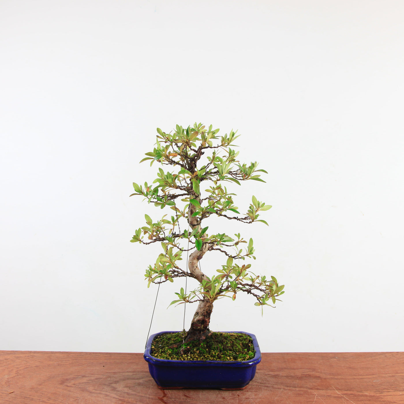 Bonsai Azalea 'De Satsuki' Hanabin