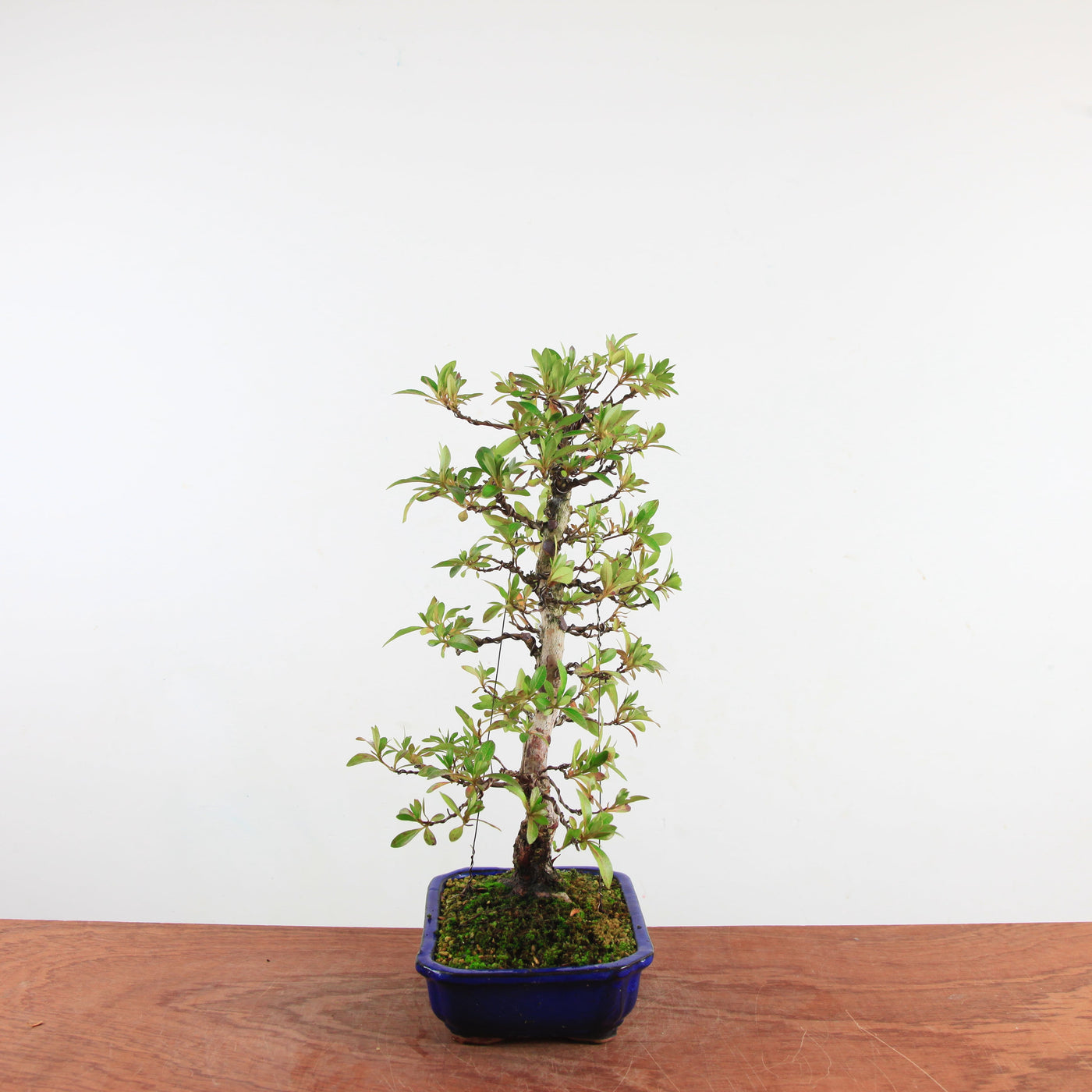 Bonsai Azalea 'De Satsuki' Hanabin