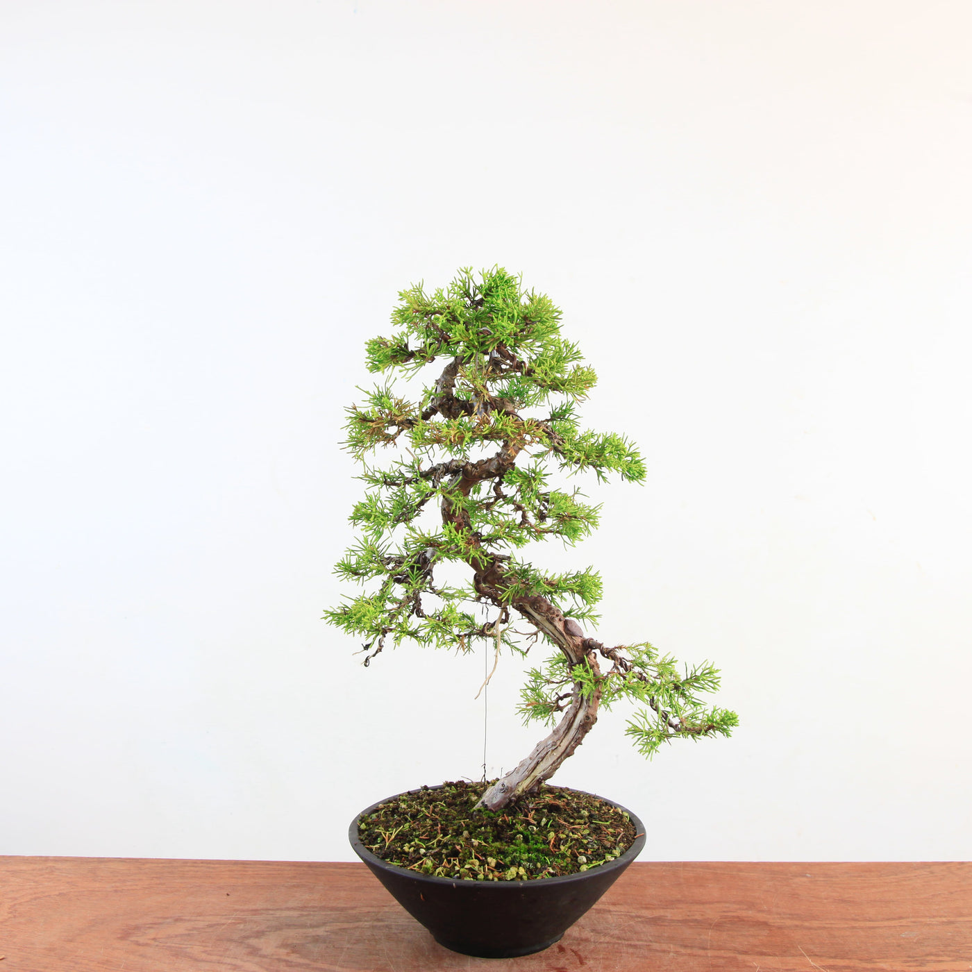 Bonsai Juniperus Chinensis 'itoigawa'