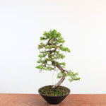 Bonsai Juniperus Chinensis 'itoigawa'