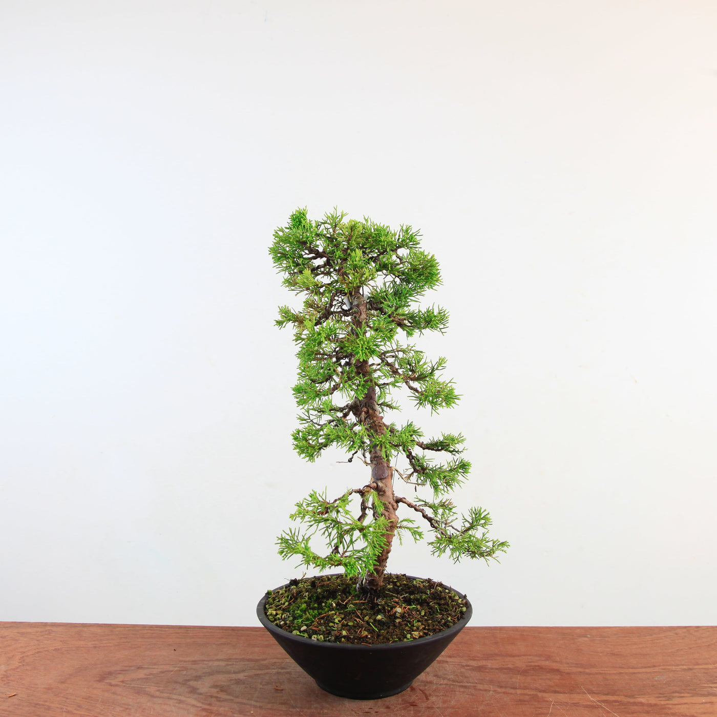 Bonsai Juniperus Chinensis 'itoigawa'