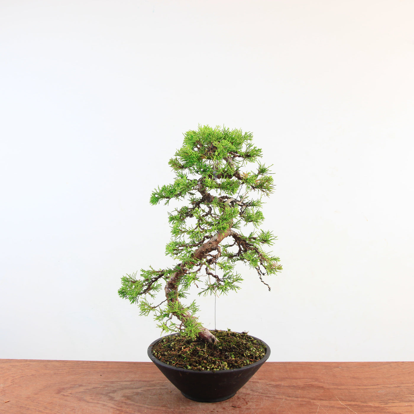 Bonsai Juniperus Chinensis 'itoigawa'