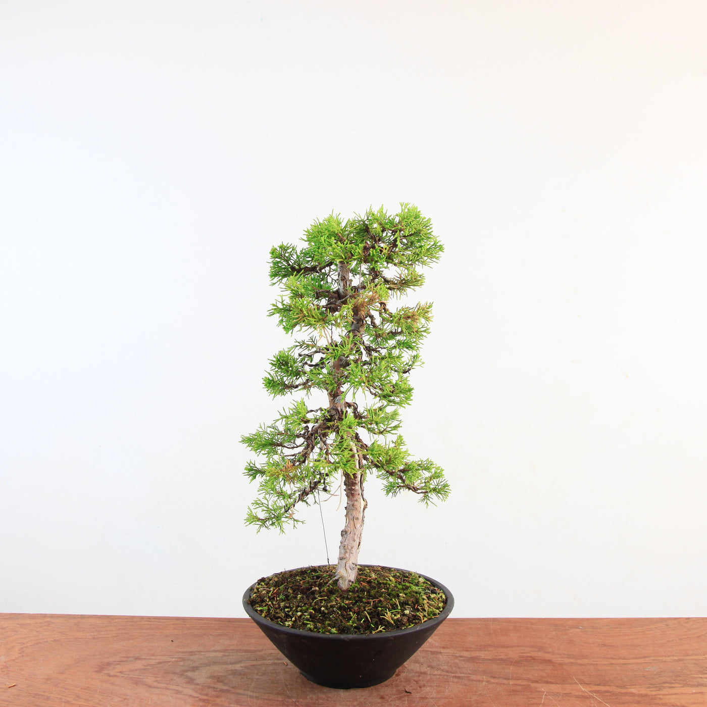 Bonsai Juniperus Chinensis 'itoigawa'