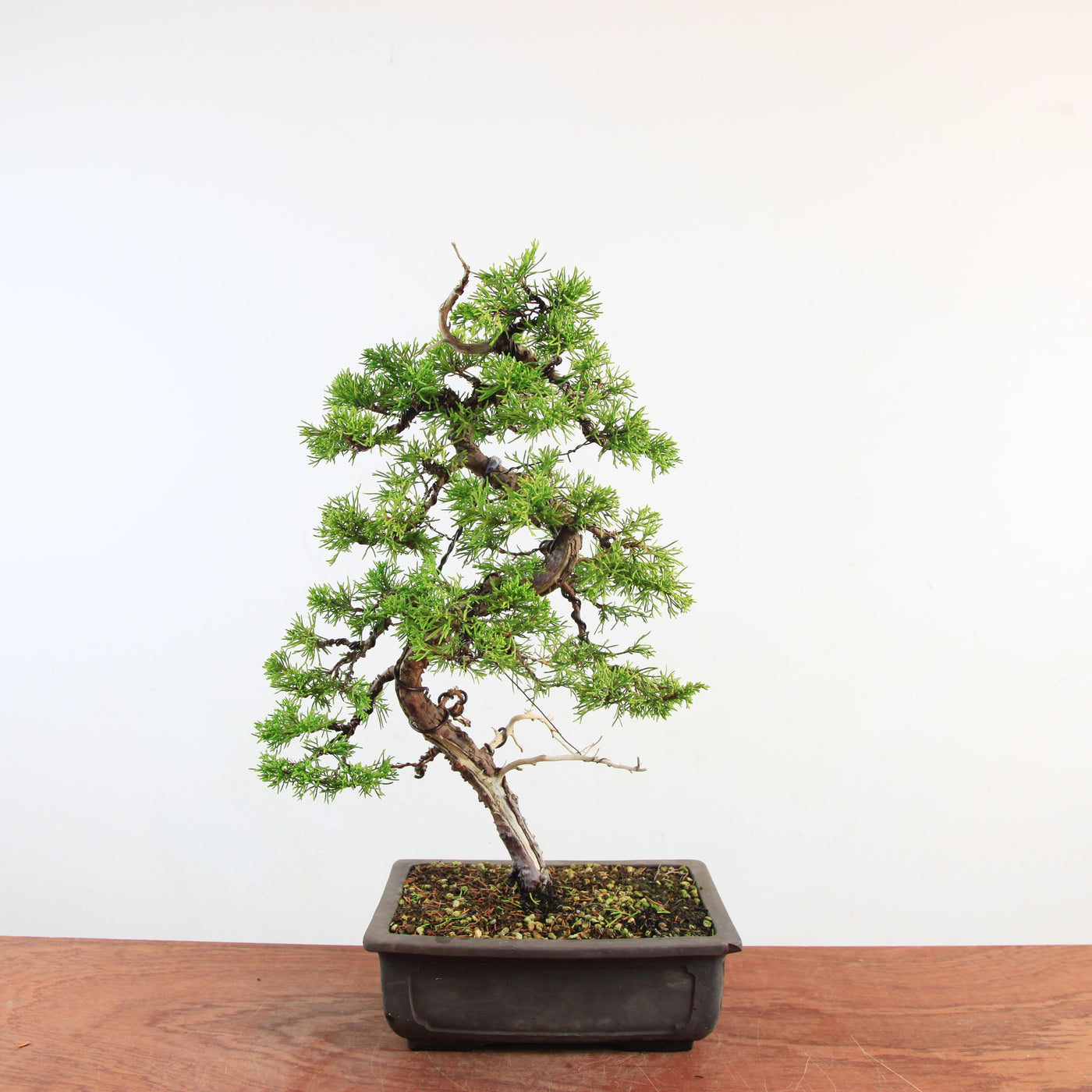 Bonsai Juniperus Chinensis 'itoigawa'