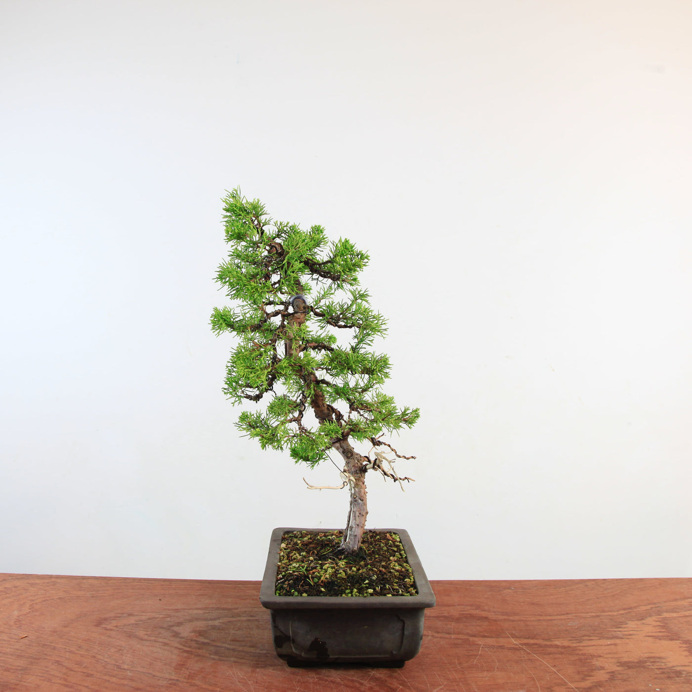 Bonsai Juniperus Chinensis 'itoigawa'
