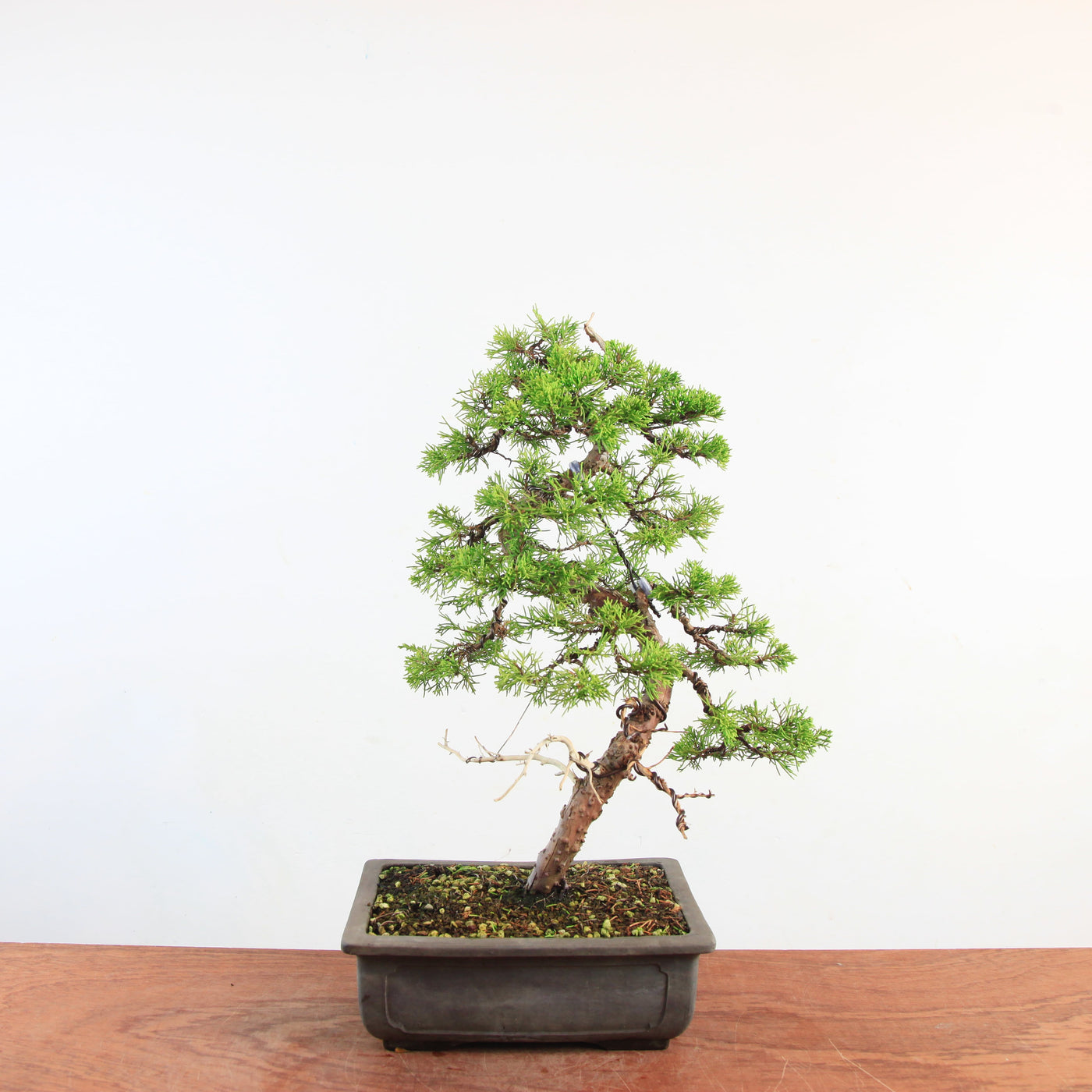 Bonsai Juniperus Chinensis 'itoigawa'