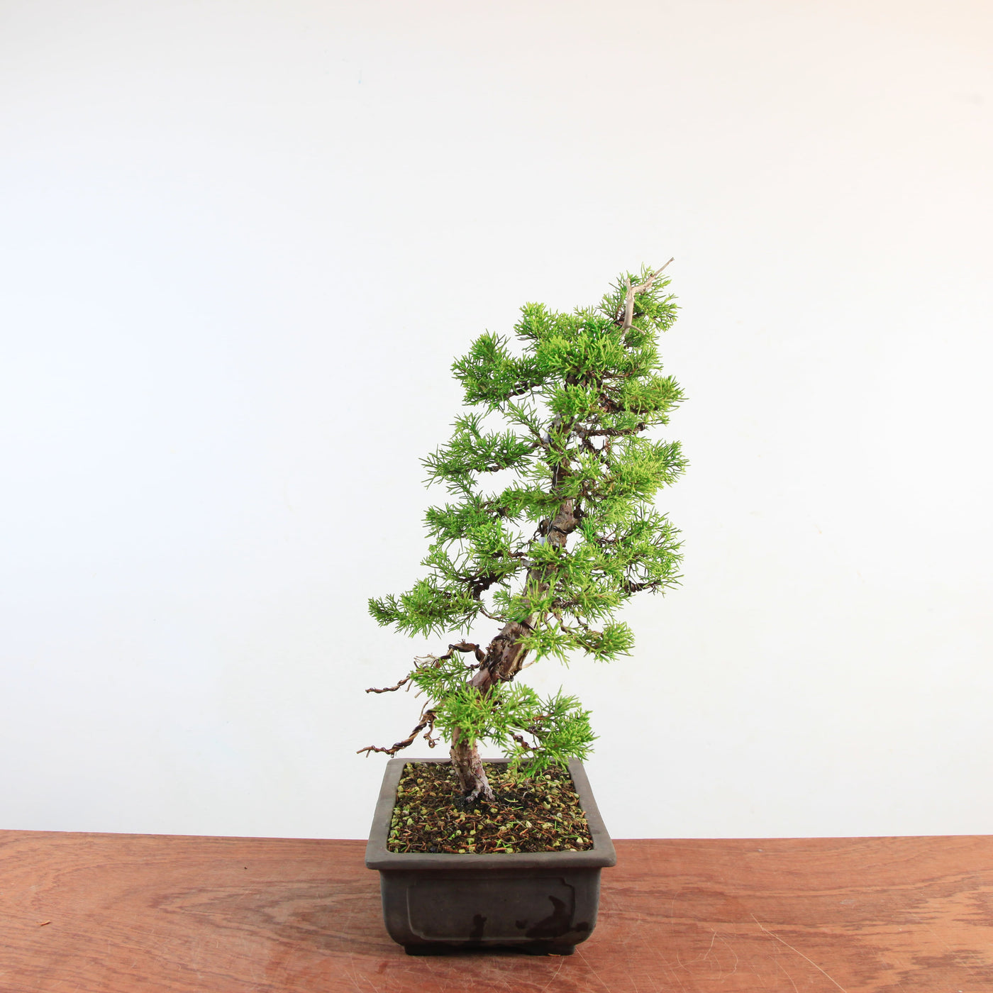 Bonsai Juniperus Chinensis 'itoigawa'