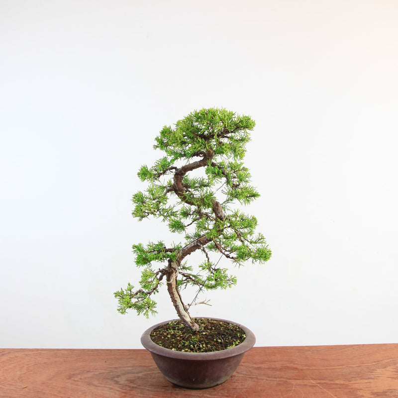 Bonsai Juniperus Chinensis 'itoigawa'