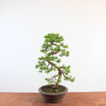 Bonsai Juniperus Chinensis 'itoigawa'