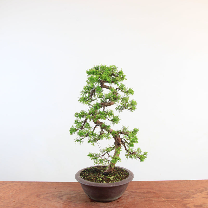 Bonsai Juniperus Chinensis 'itoigawa'