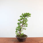 Bonsai Juniperus Chinensis 'itoigawa'