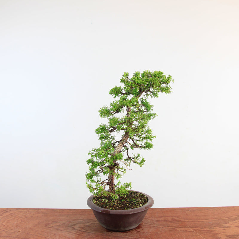 Bonsai Juniperus Chinensis 'itoigawa'
