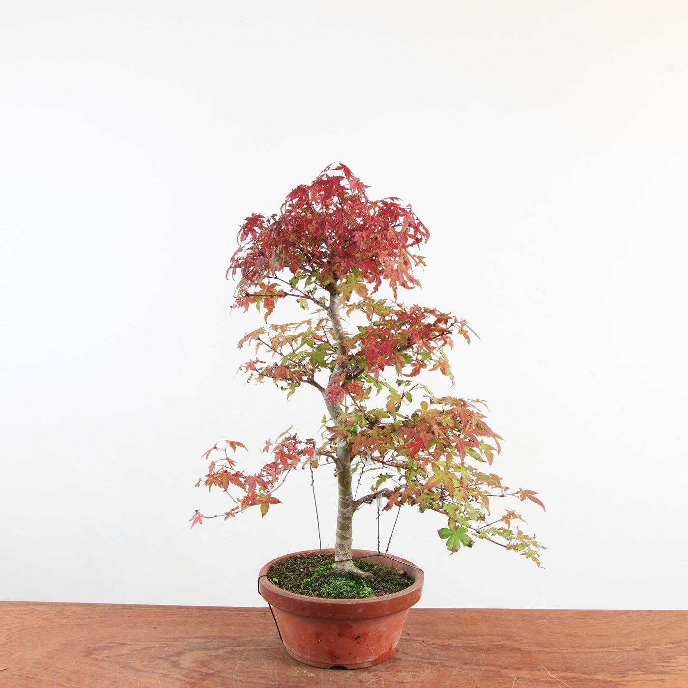 Bonsai Acer Palmatum 'Deshojo'