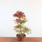 Bonsai Acer Palmatum 'Deshojo'
