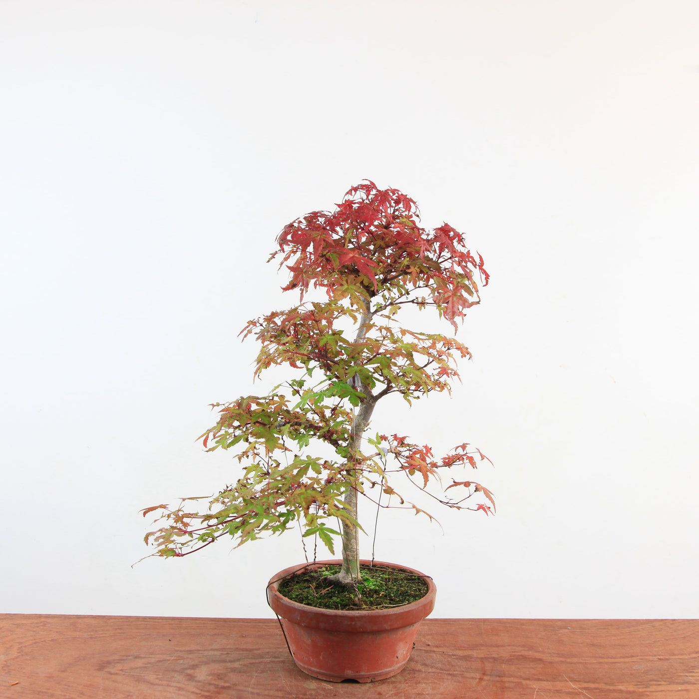 Bonsai Acer Palmatum 'Deshojo'