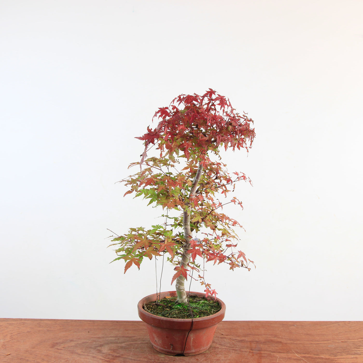 Bonsai Acer Palmatum 'Deshojo'