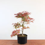Bonsai Acer Palmatum 'Deshojo'
