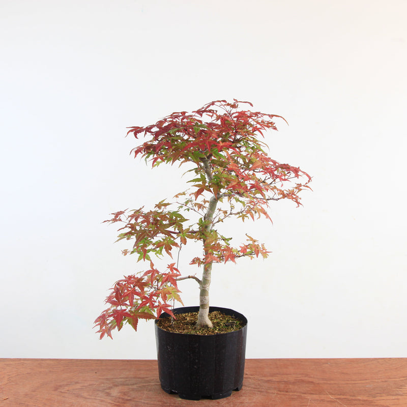 Bonsai Acer Palmatum 'Deshojo'
