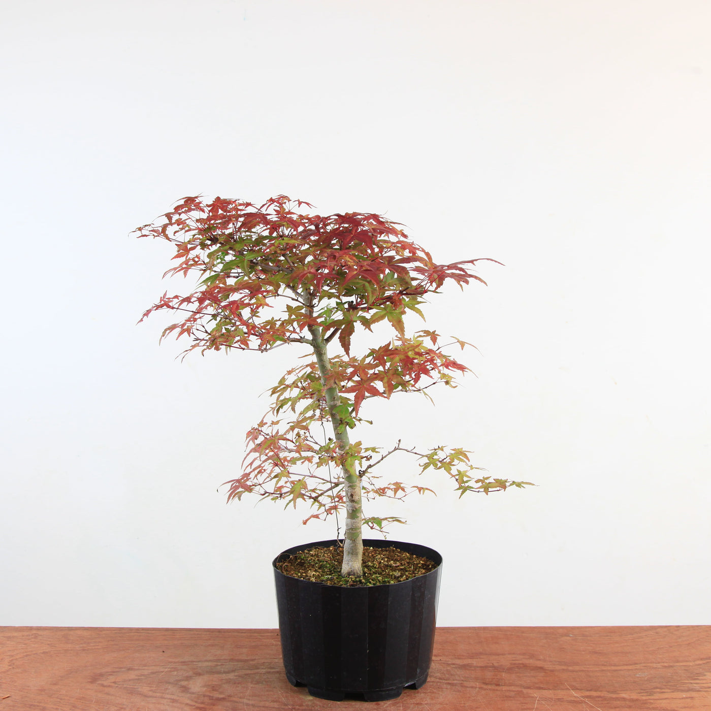 Bonsai Acer Palmatum 'Deshojo'