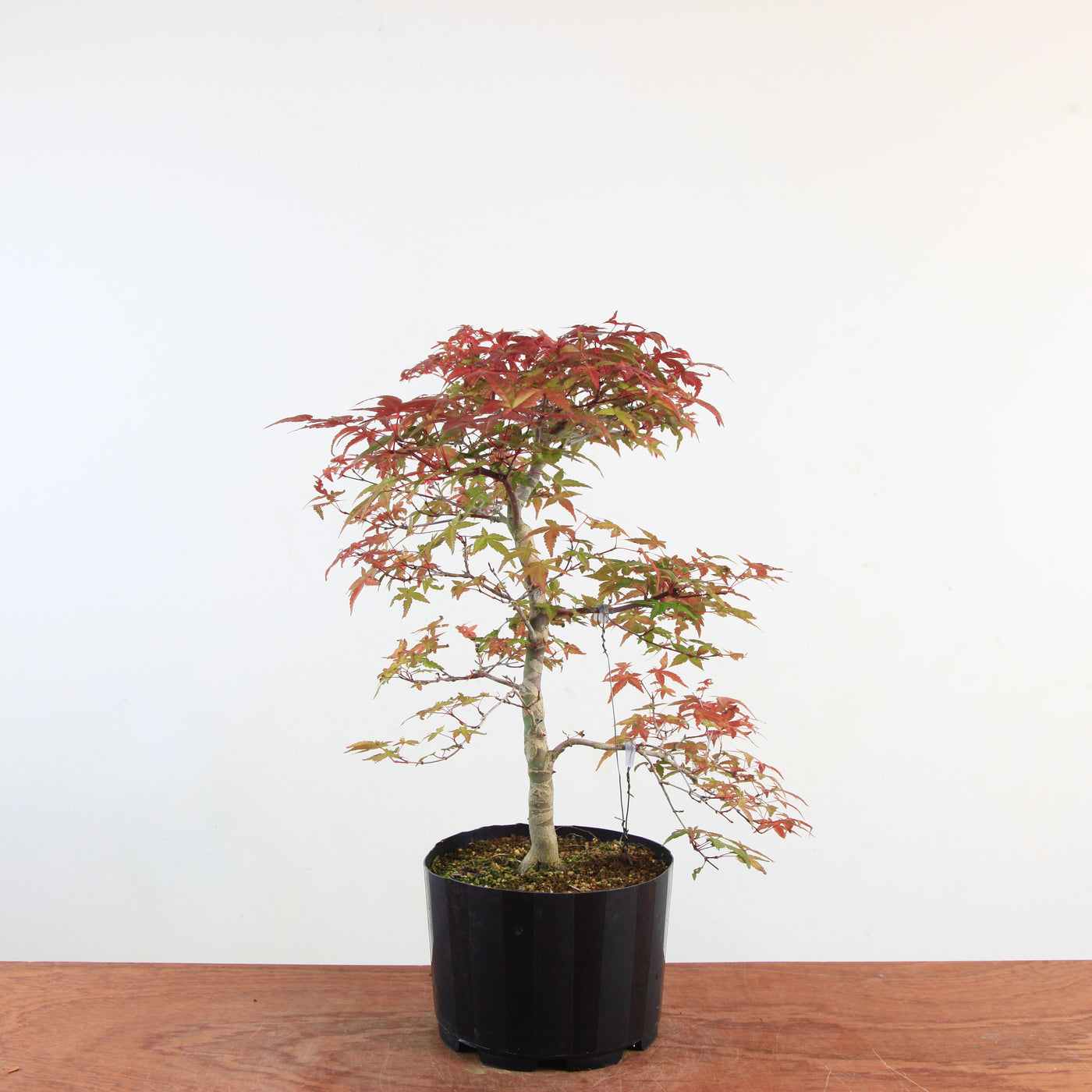 Bonsai Acer Palmatum 'Deshojo'