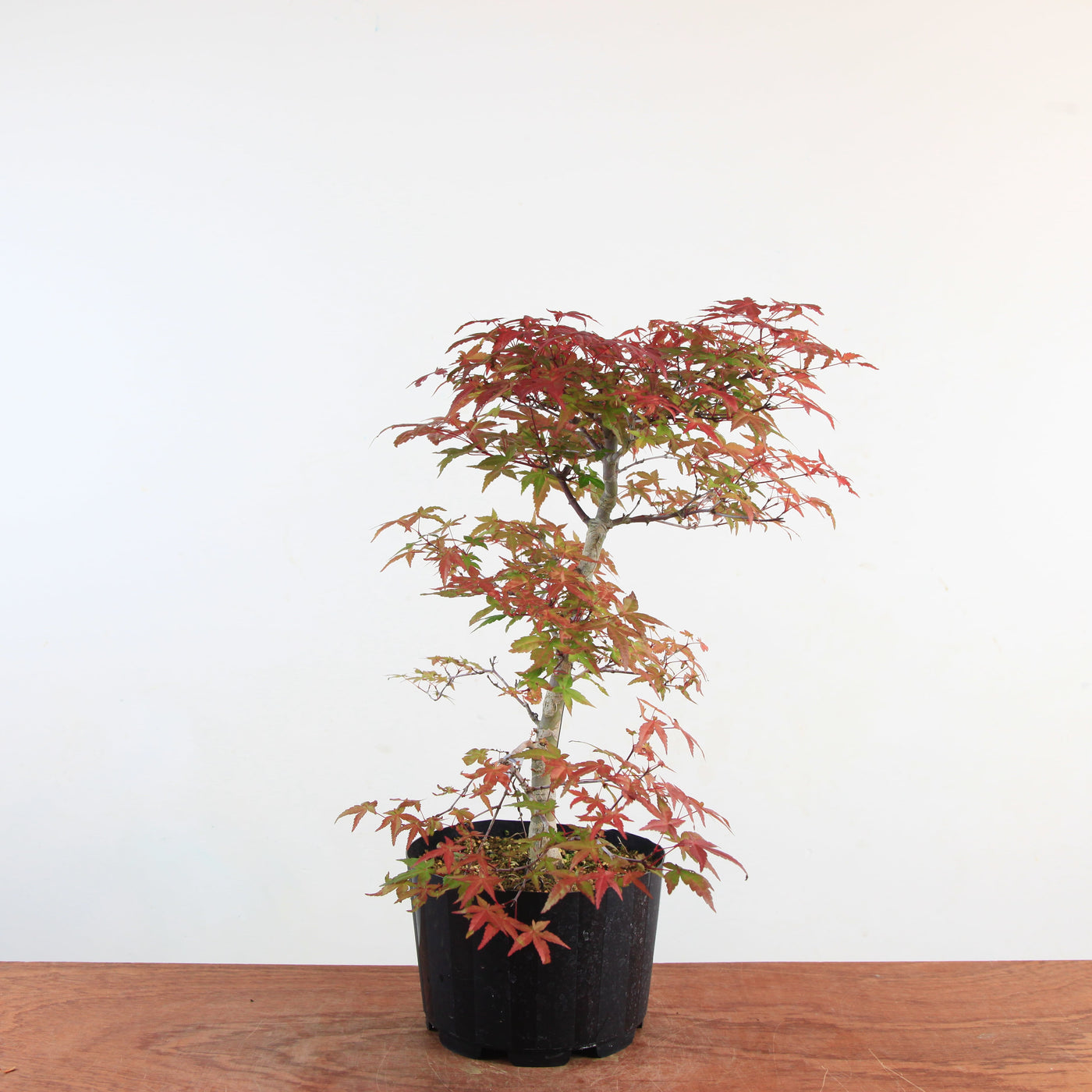 Bonsai Acer Palmatum 'Deshojo'