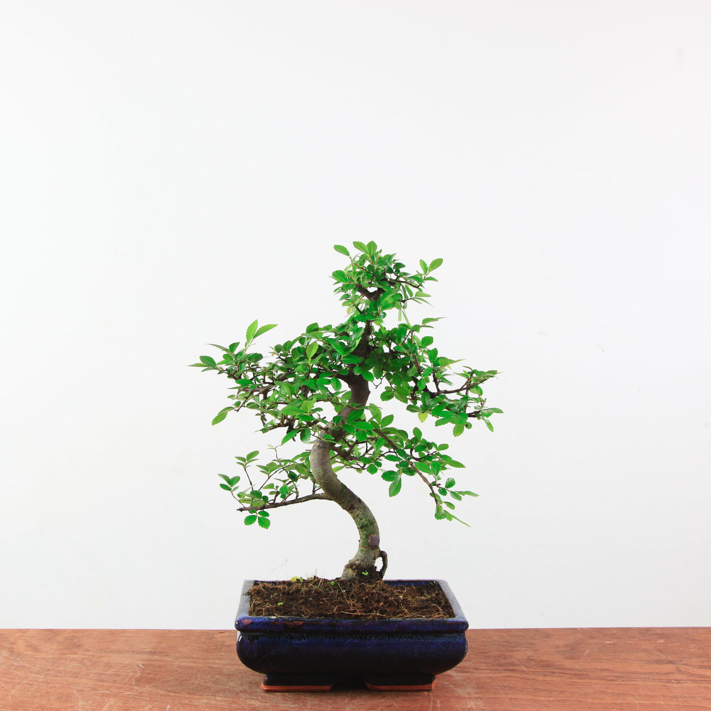 Bonsai Ulmus Parvifolia 'Chinese iep'