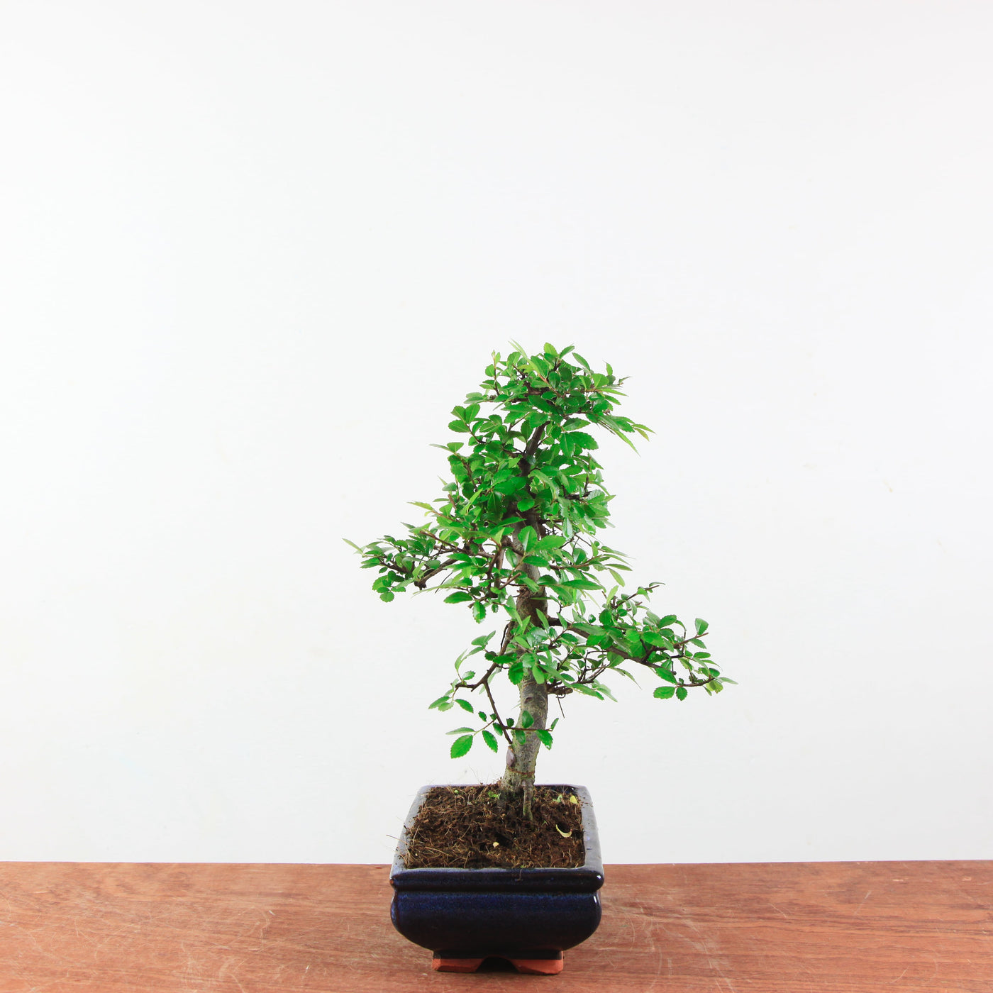 Bonsai Ulmus Parvifolia 'Chinese iep'