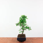 Bonsai Ulmus Parvifolia 'Chinese iep'