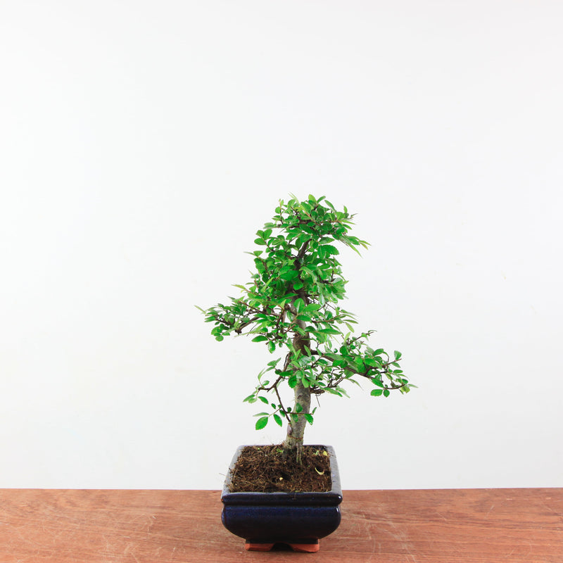 Bonsai Ulmus Parvifolia 'Chinese iep'